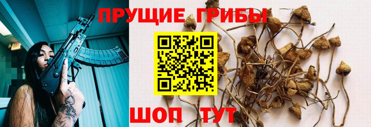 Ульяновск  Псилоцибиновые грибы Cubensis  Вход с VPN  Псилоцибиновые грибы Psilocybe 